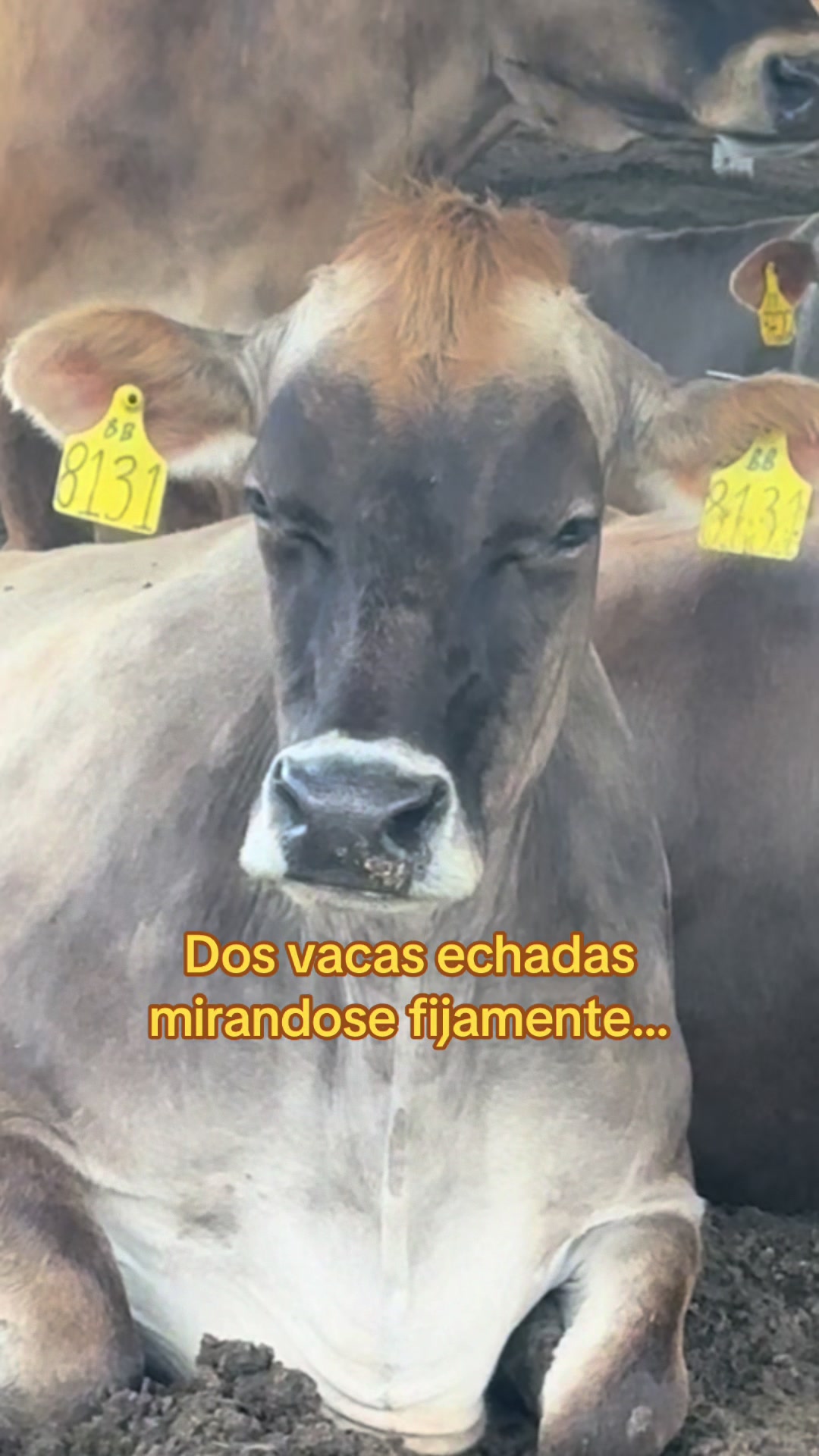 @El chespi🐄