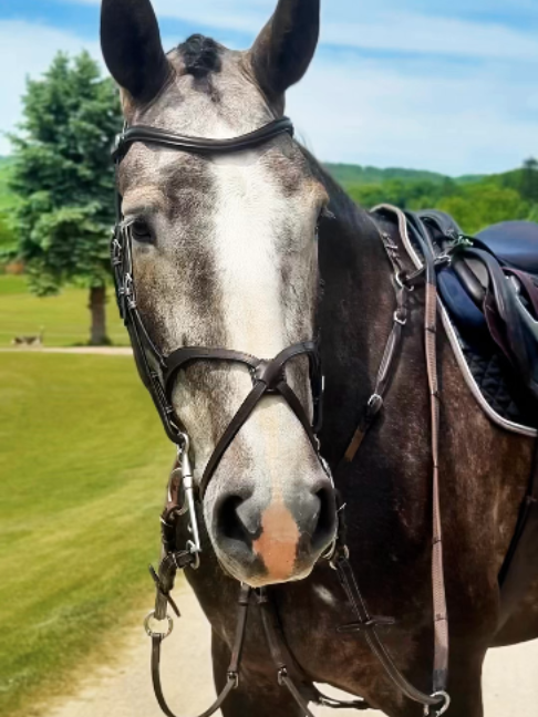 @LumiereEquestrian