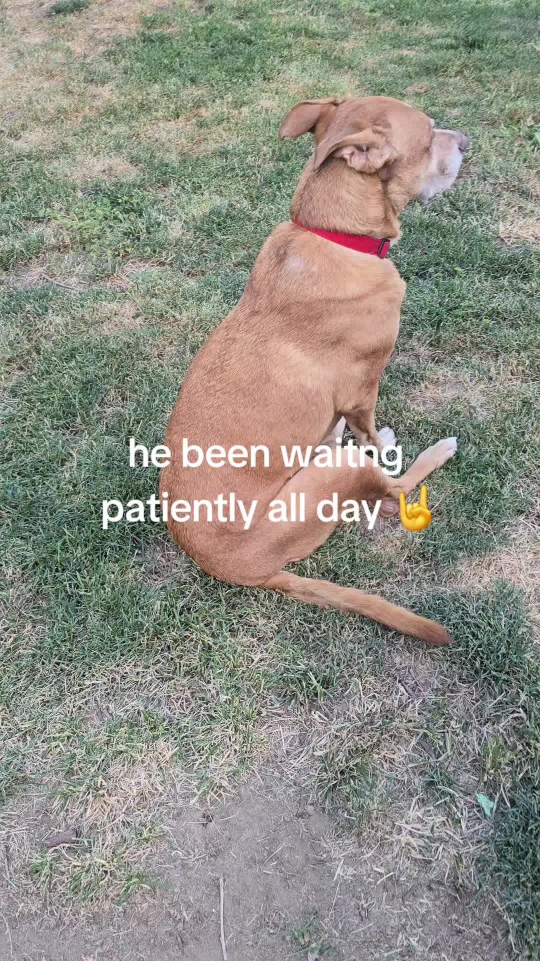 @grumpykore