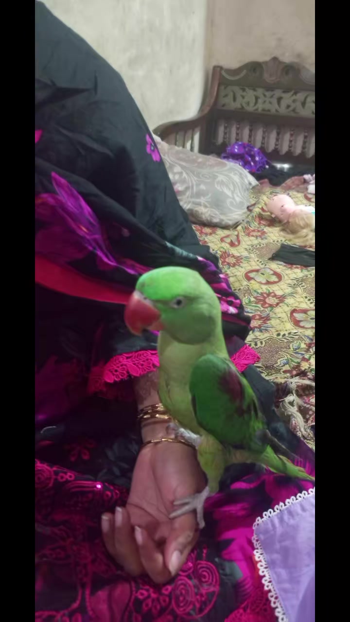 @💕💕Angel 🌹🌹Mughal 💞💞