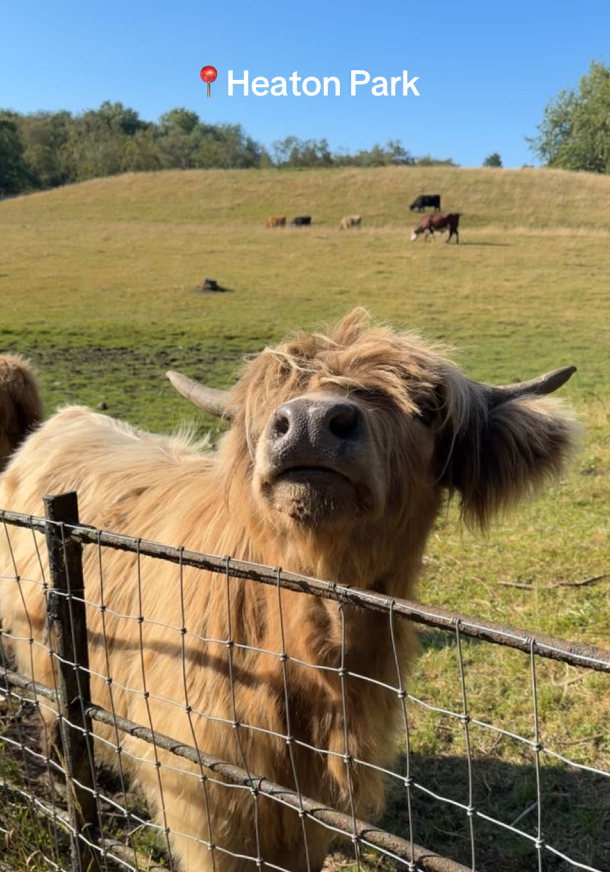 @SIM VIRDI ☆
