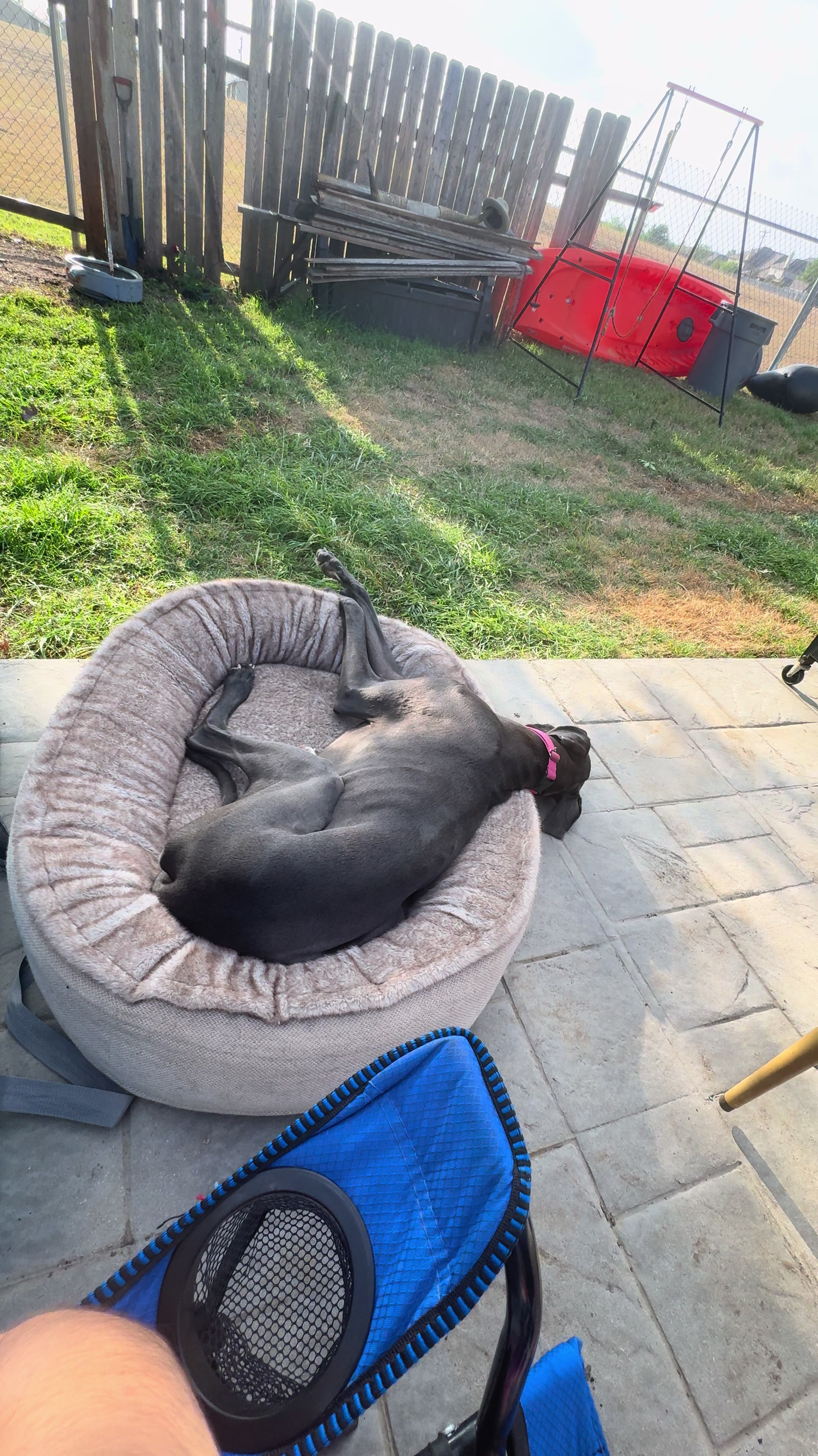 @janethegreatdane