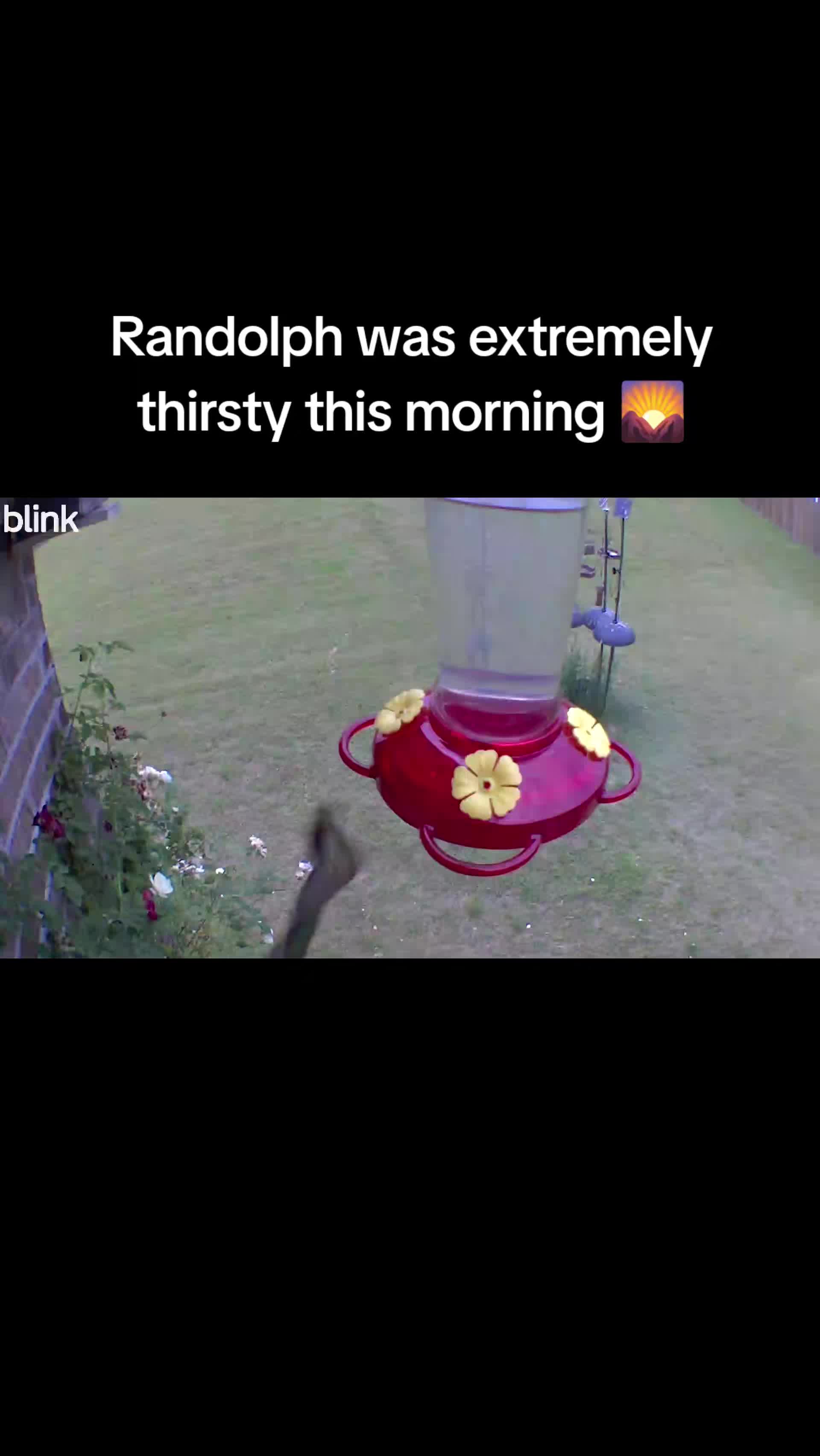 @The bird watcher 🐦 🦜 🦚