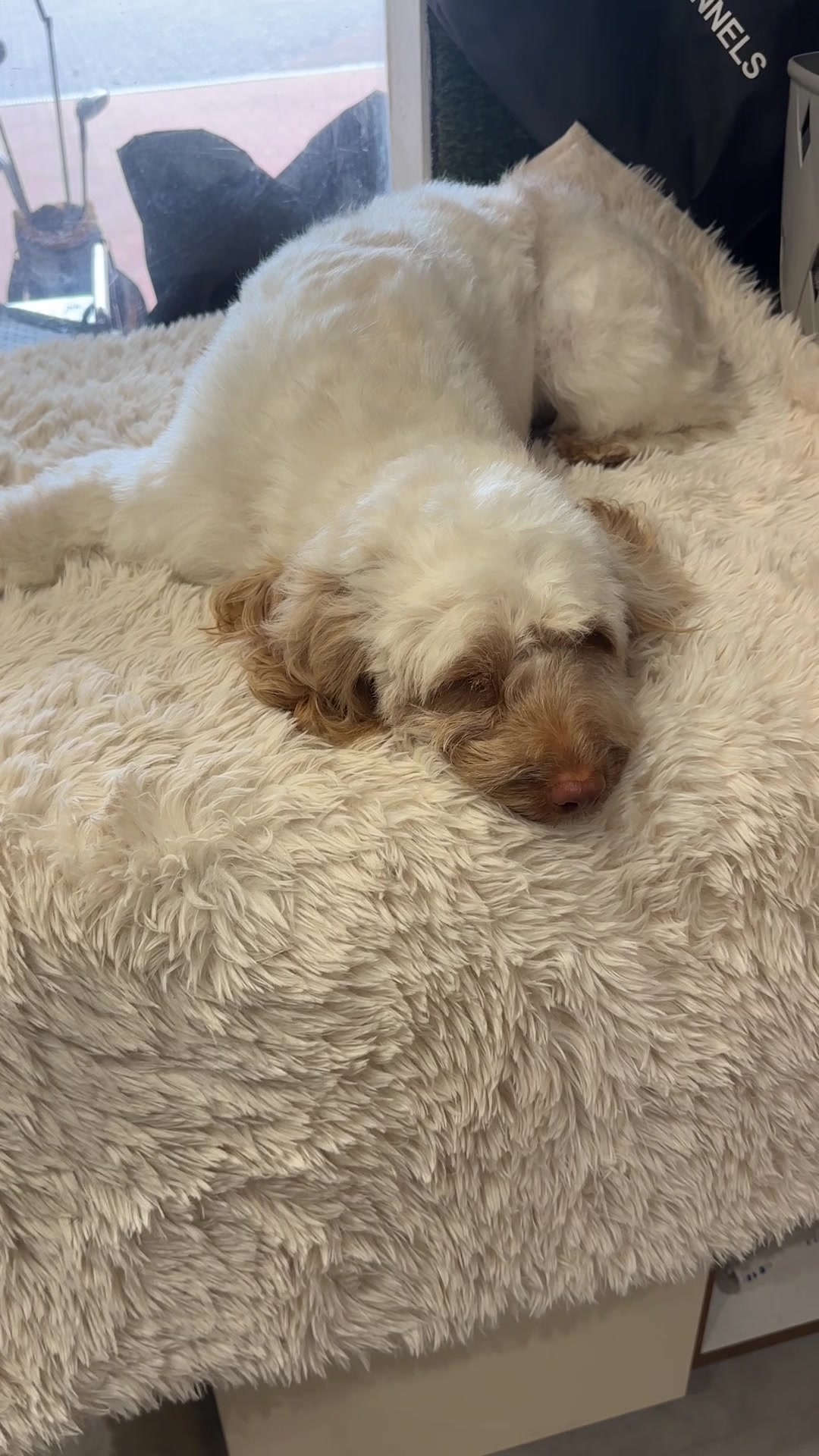 @DevenickDogs