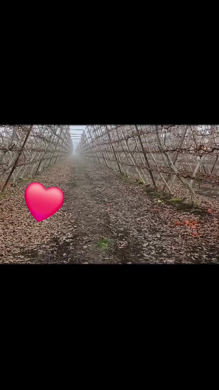 @😘bella sales❤️