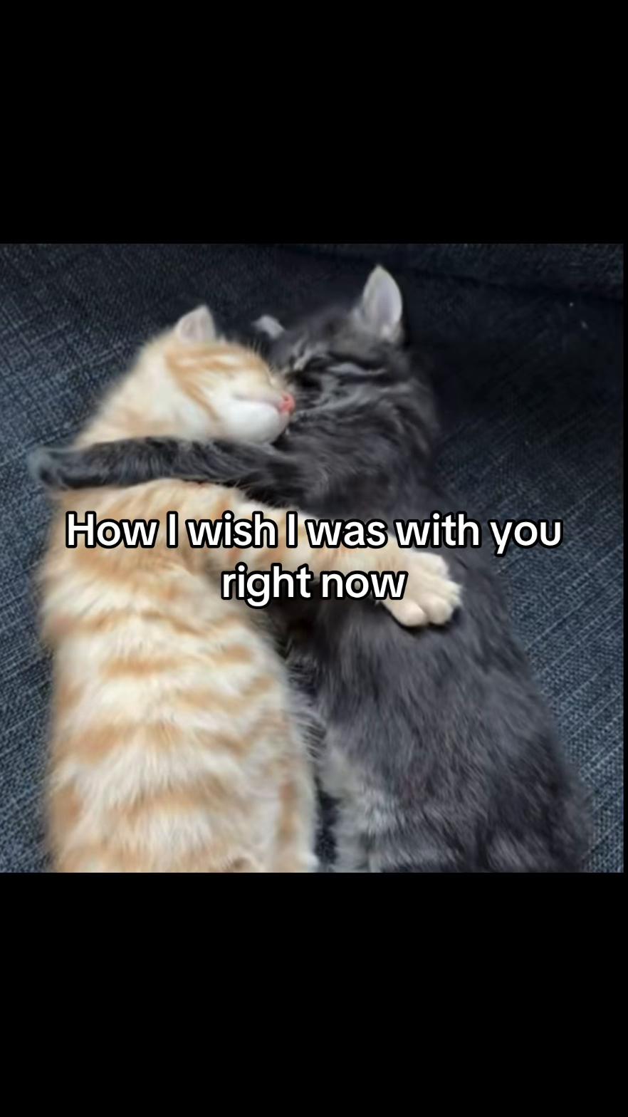 @LavanderCat