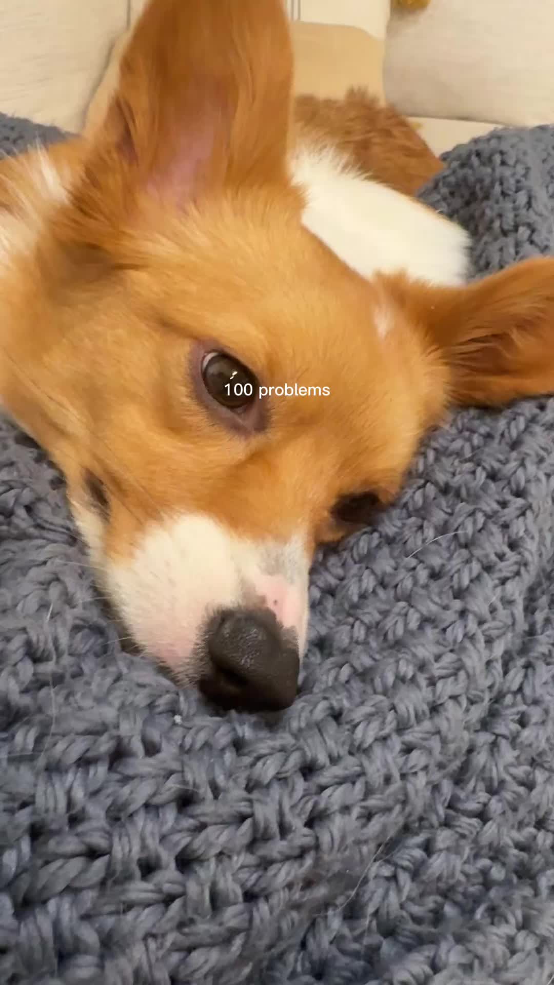 @Hope the Corgi