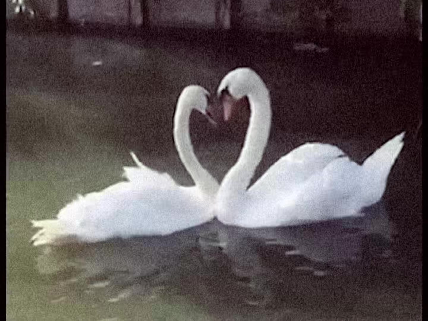 @cinxdu