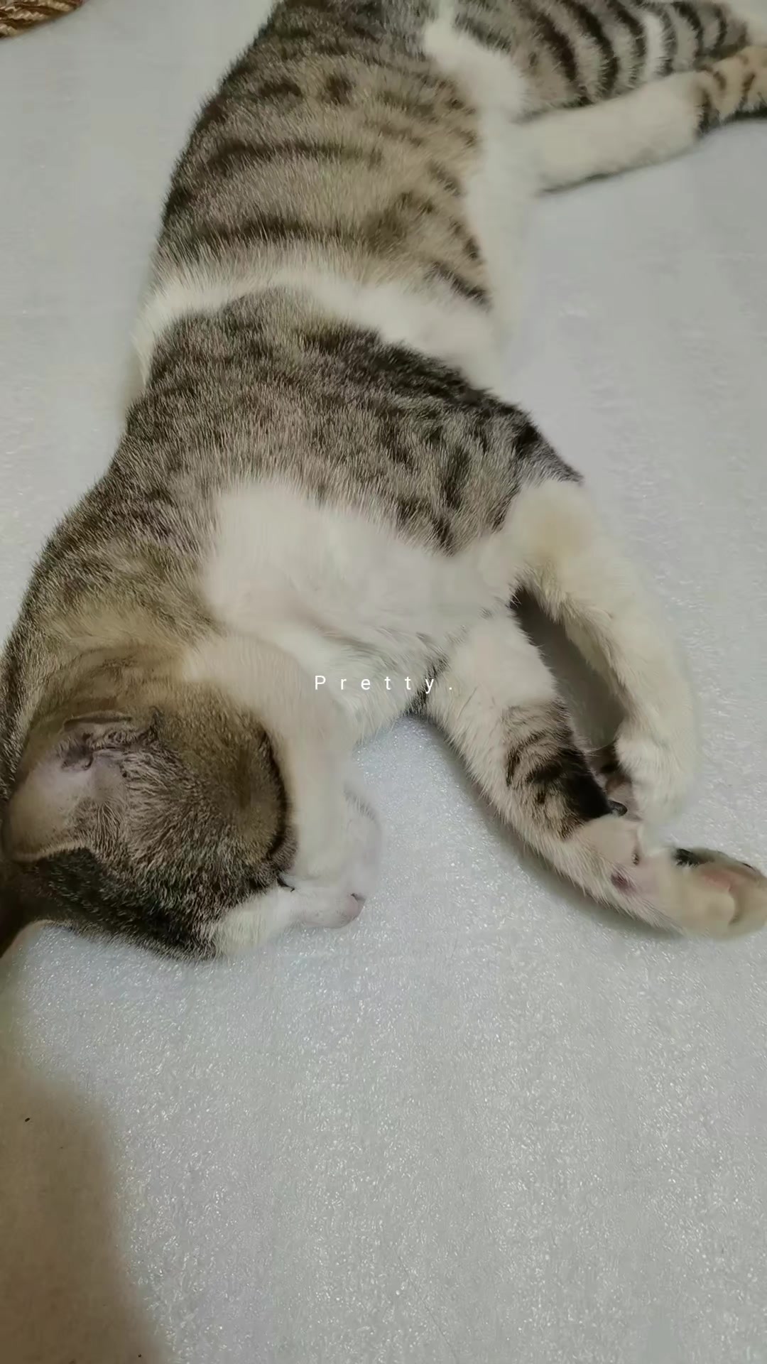 @Catslover