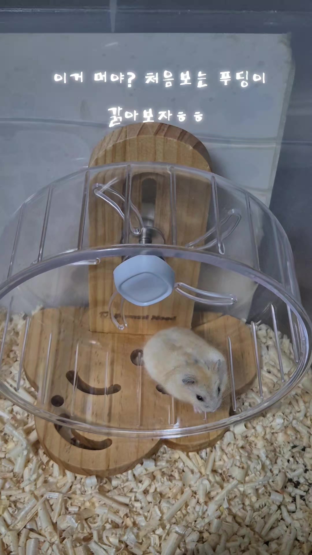 @햄찌🐹소금이🐭🌸푸딩이