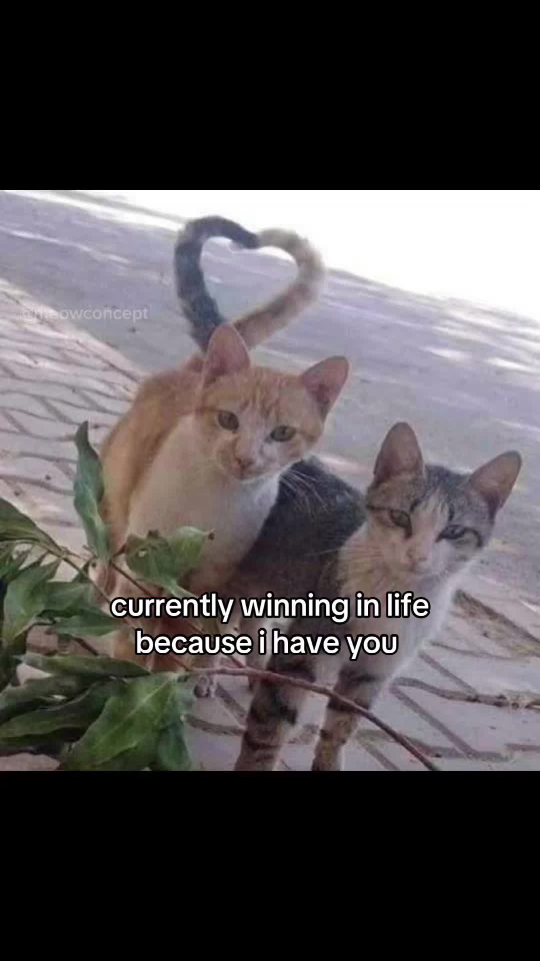 @meowconcept
