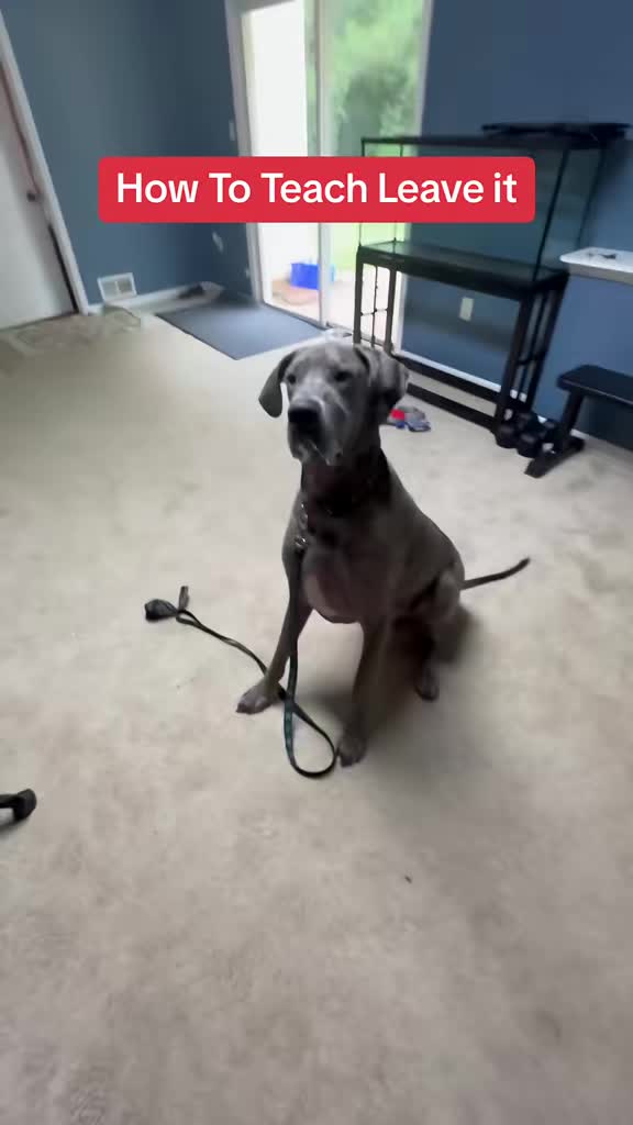 @Best Buddy Dog Trainer LLC