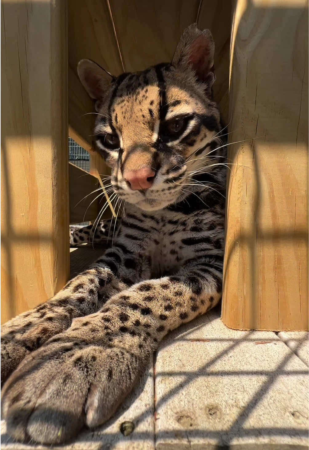 @The Wildcat Sanctuary