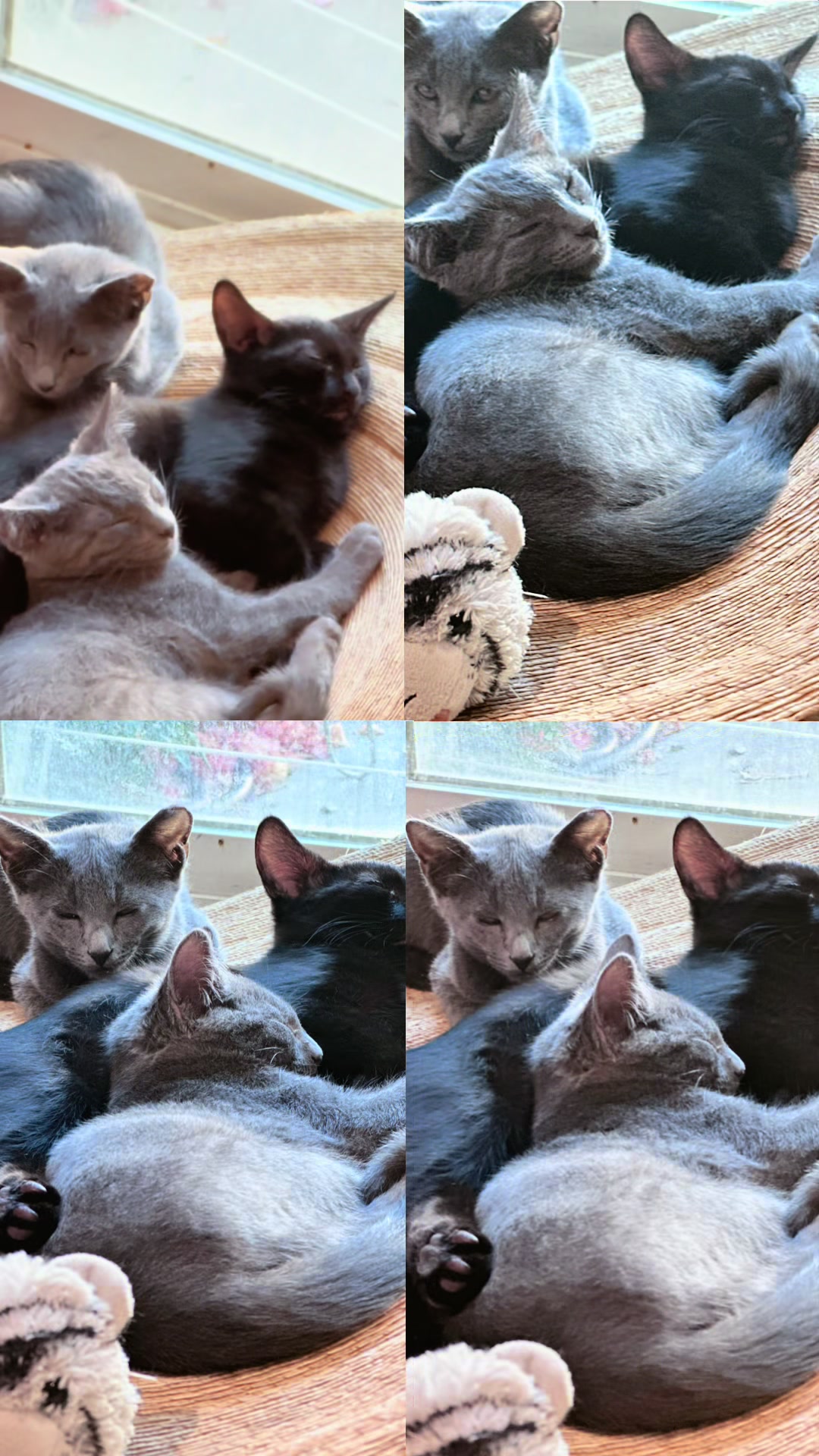 @purrrmeow