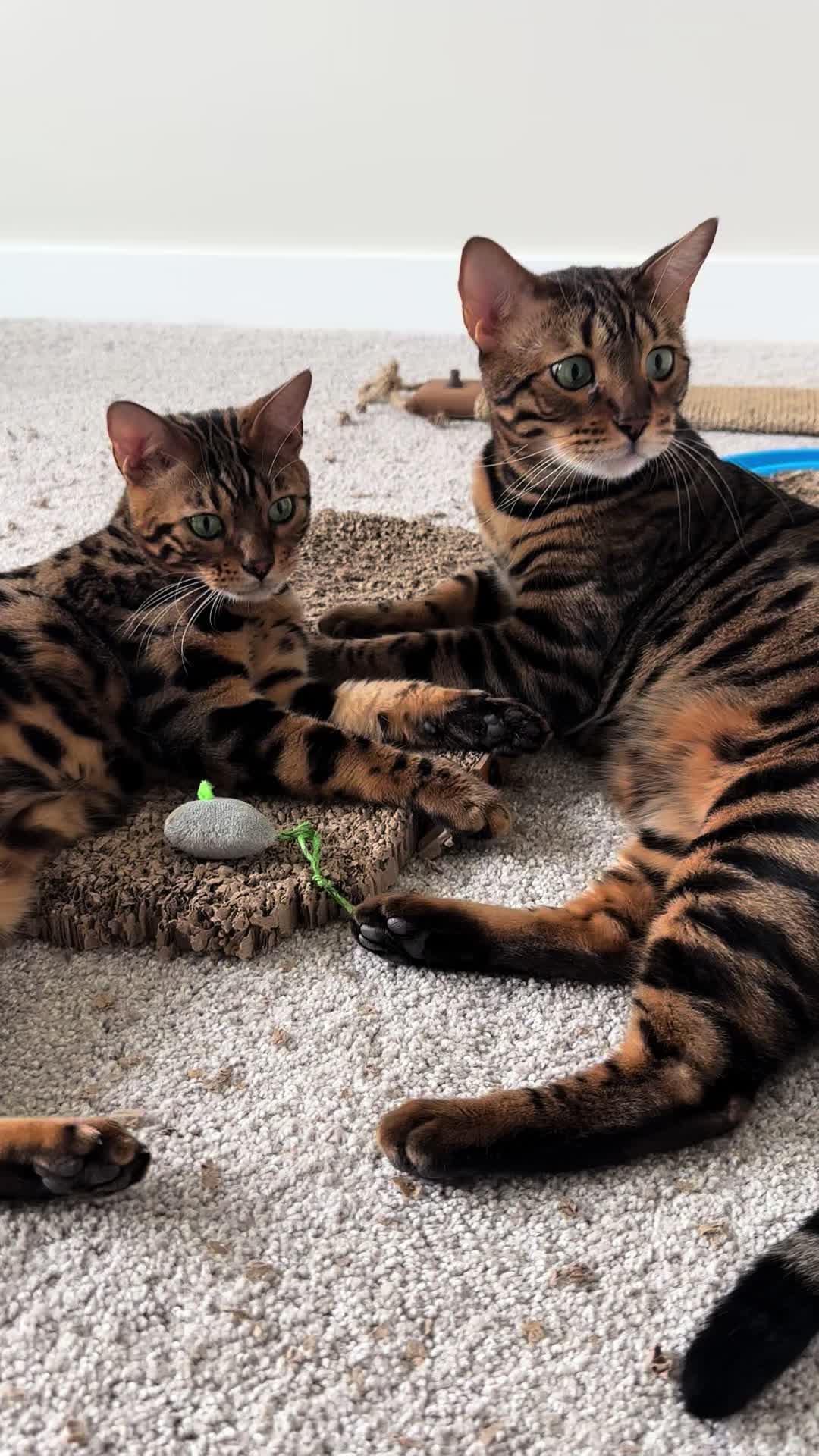 @Tiny Leopard Cats