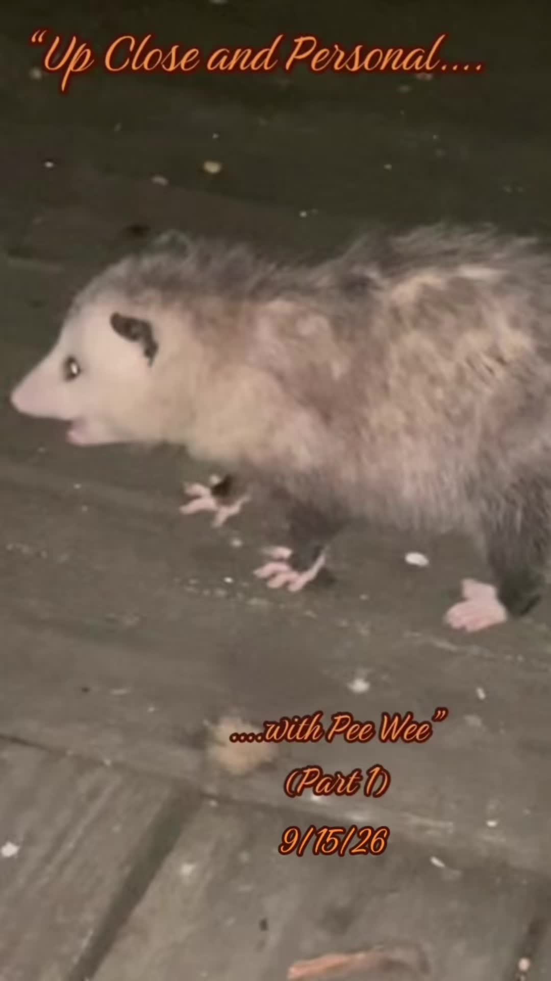 @LoneWolfKritterKam