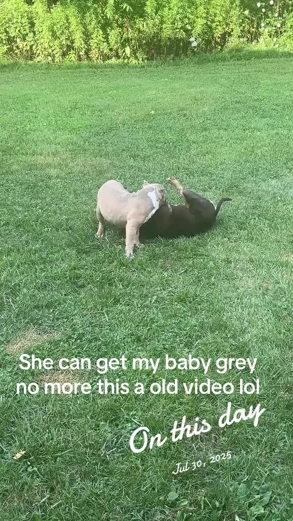 @NoCapBullys