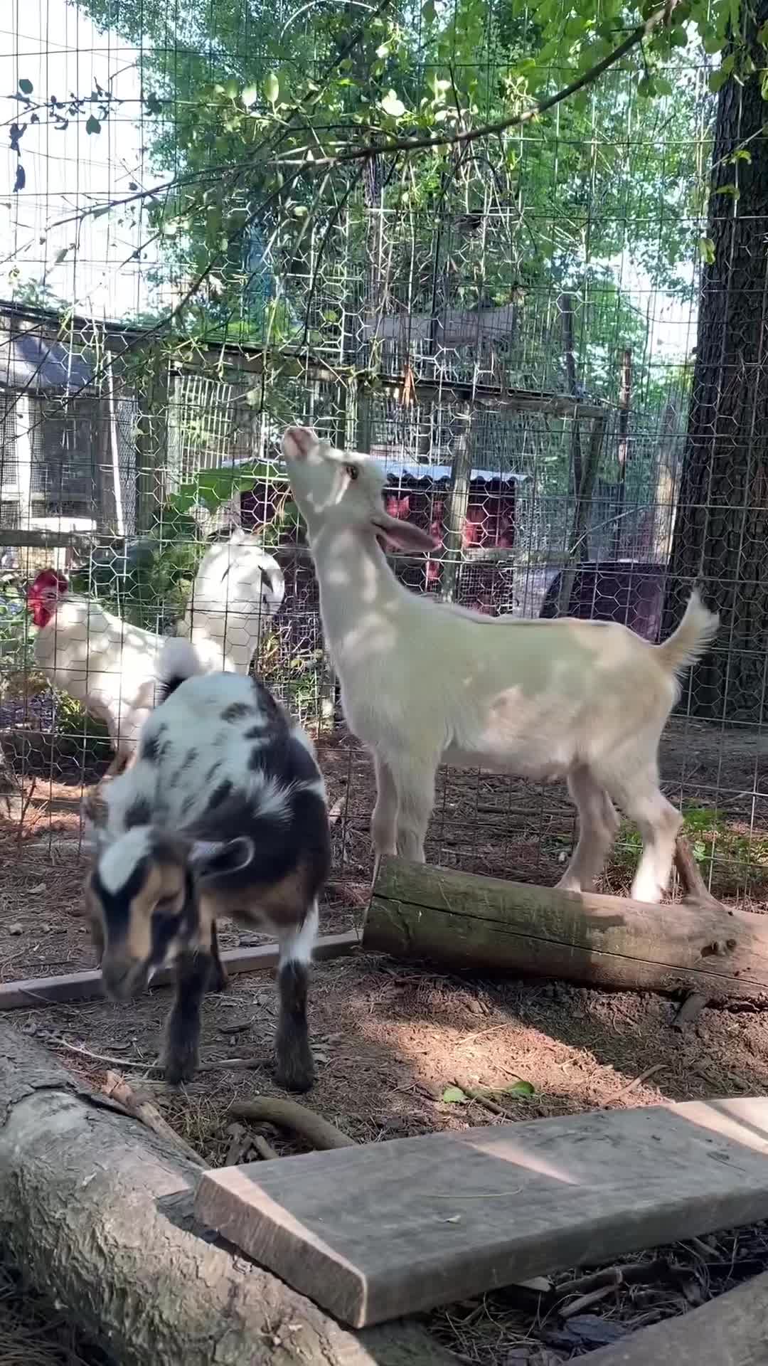 @G.O.A.T.Goats (Meara)