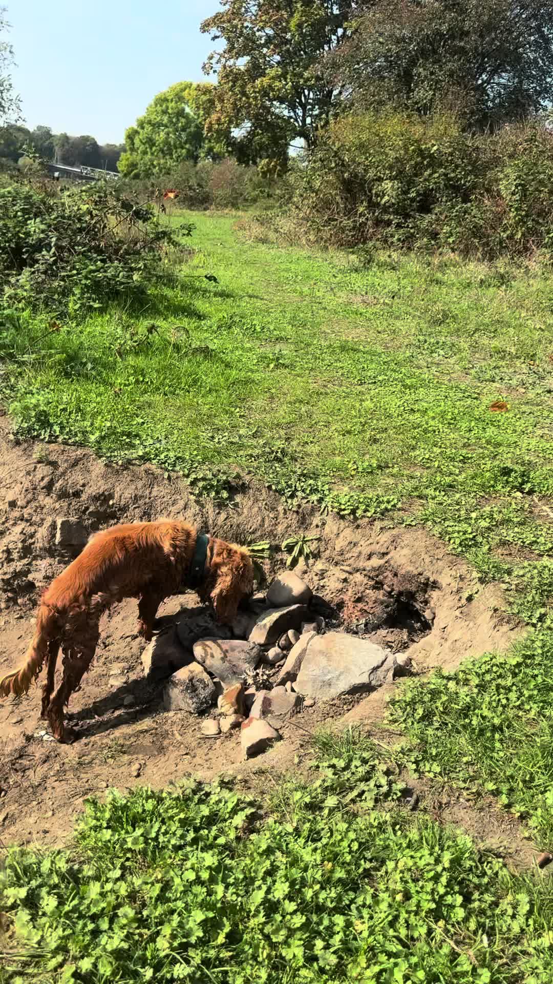 @DogWalk78
