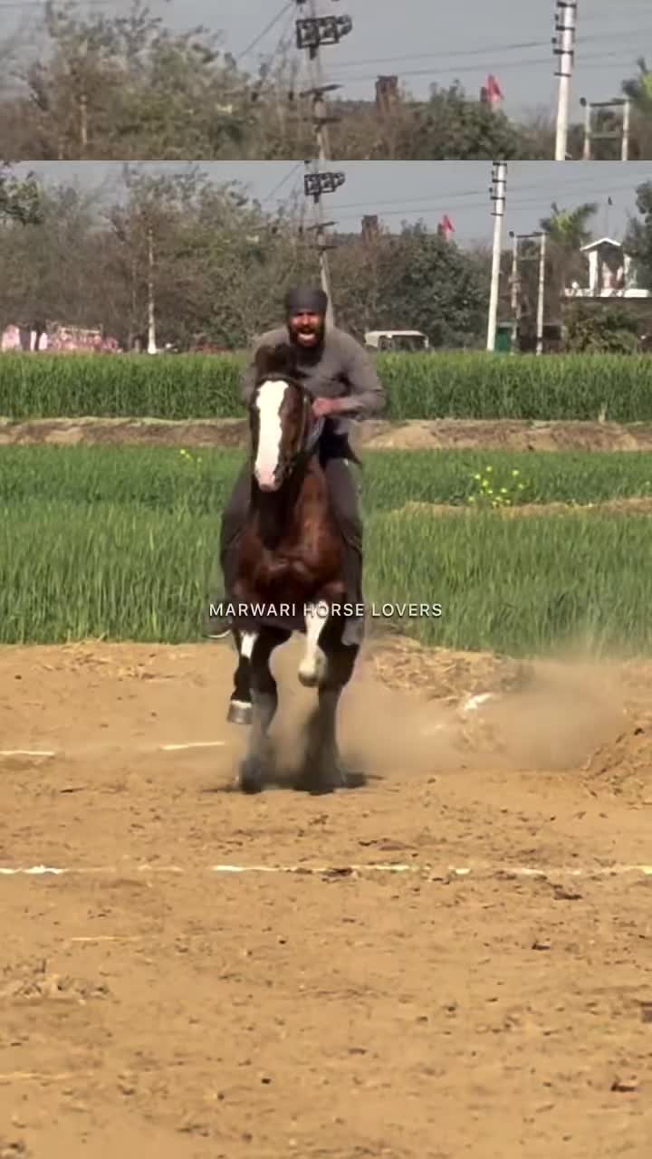 @🏇 MARWARI HORSE RACING 🏇