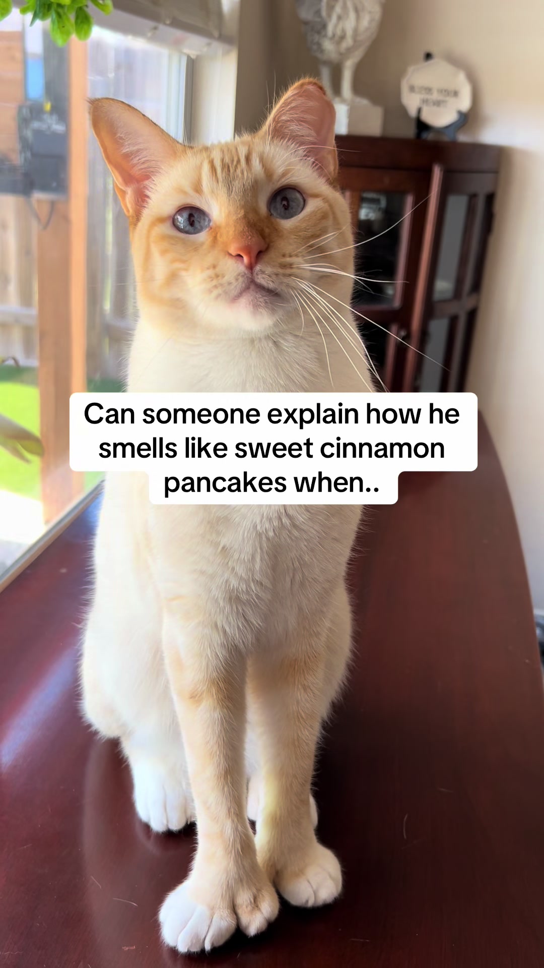 @mangosnickerskiwi