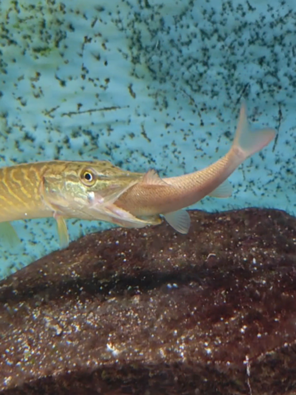 @predatoryfishtank