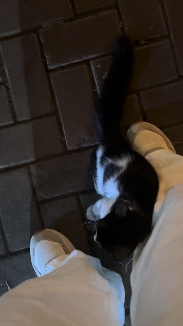 @🪽🐈⬛