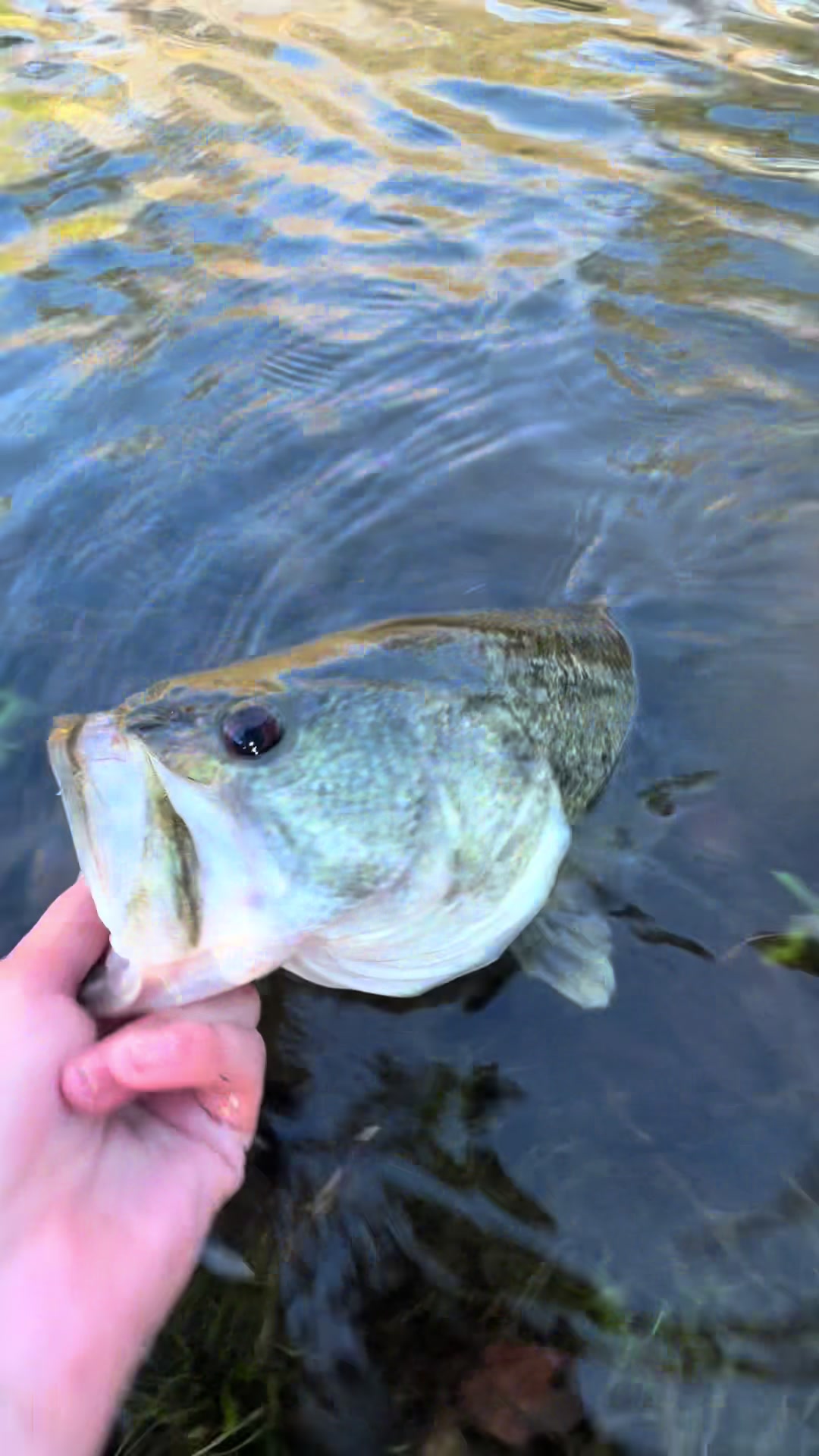 @will.i.am.fishing