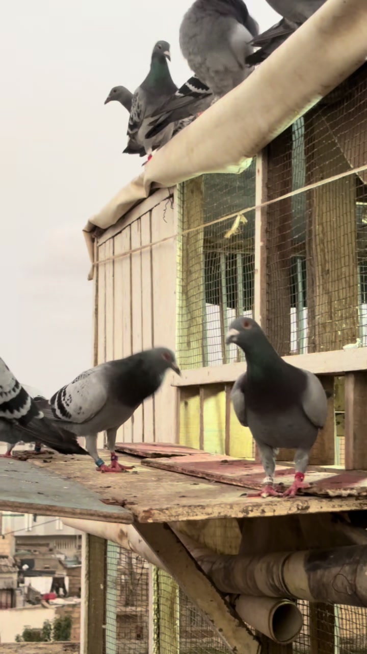 @OMZOLOFT🕊🦜🇸🇳