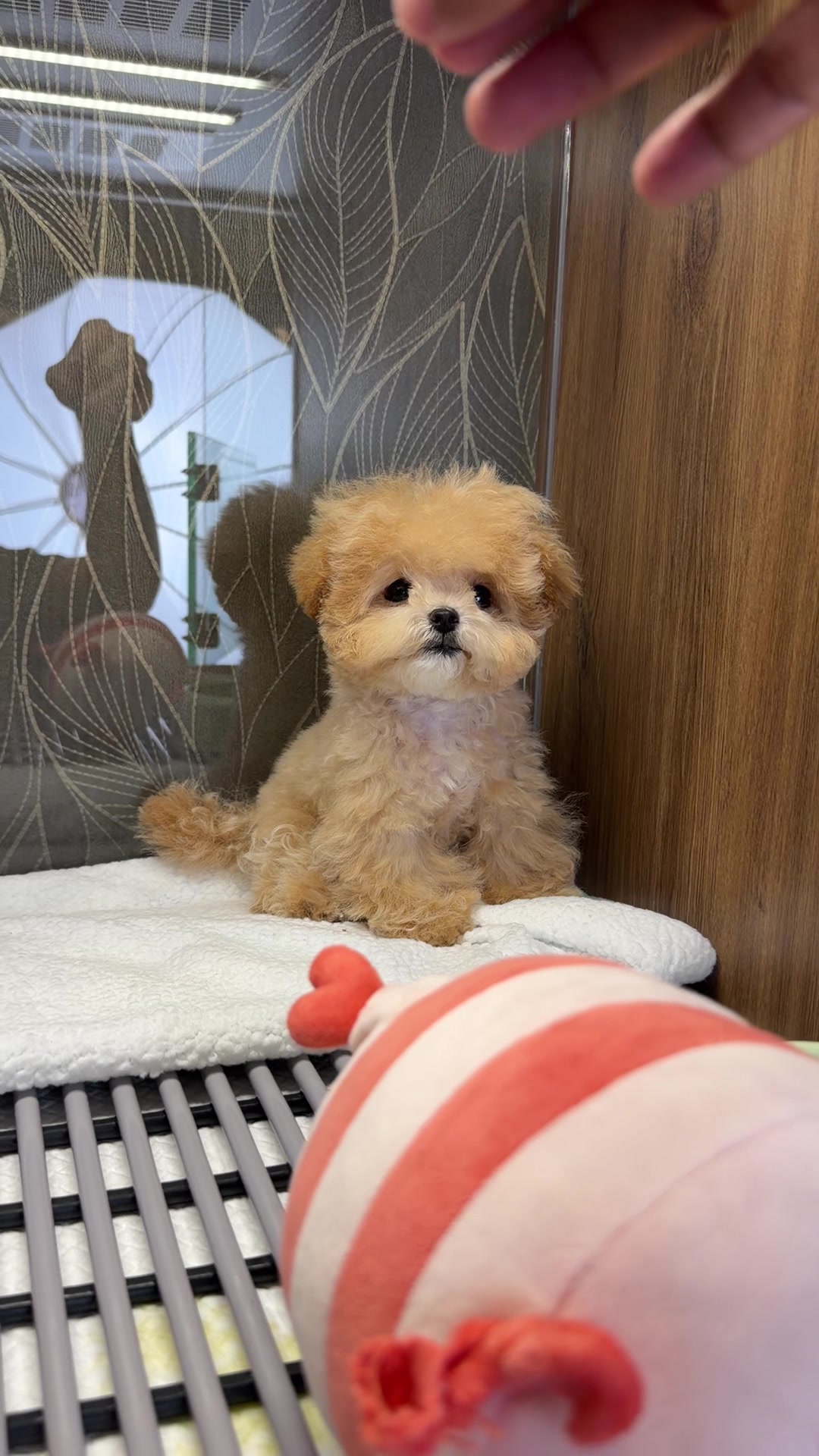 @JC Dog Republic