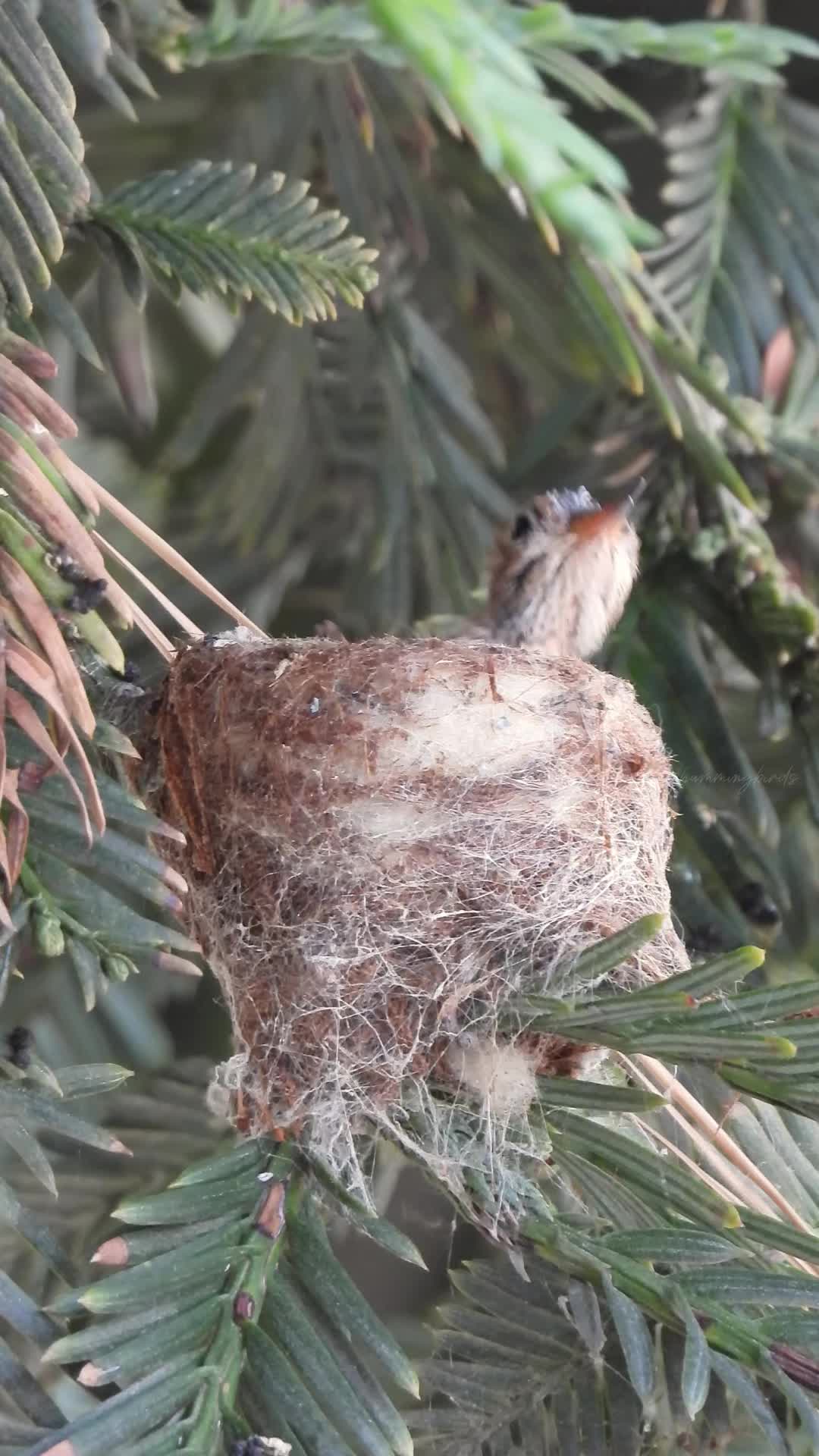 @unreal_hummingbirds