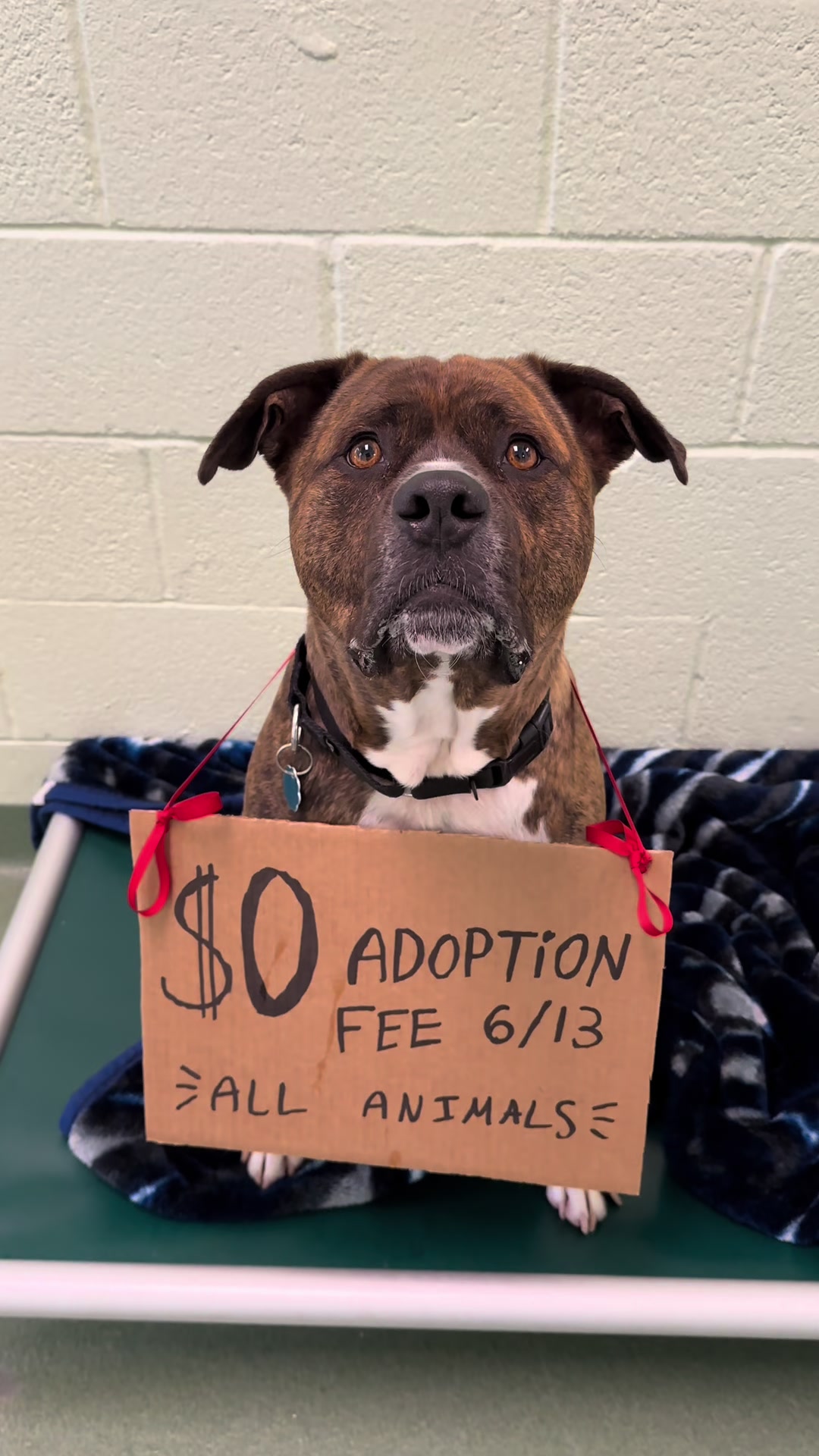 @Peggy Adams Animal Rescue