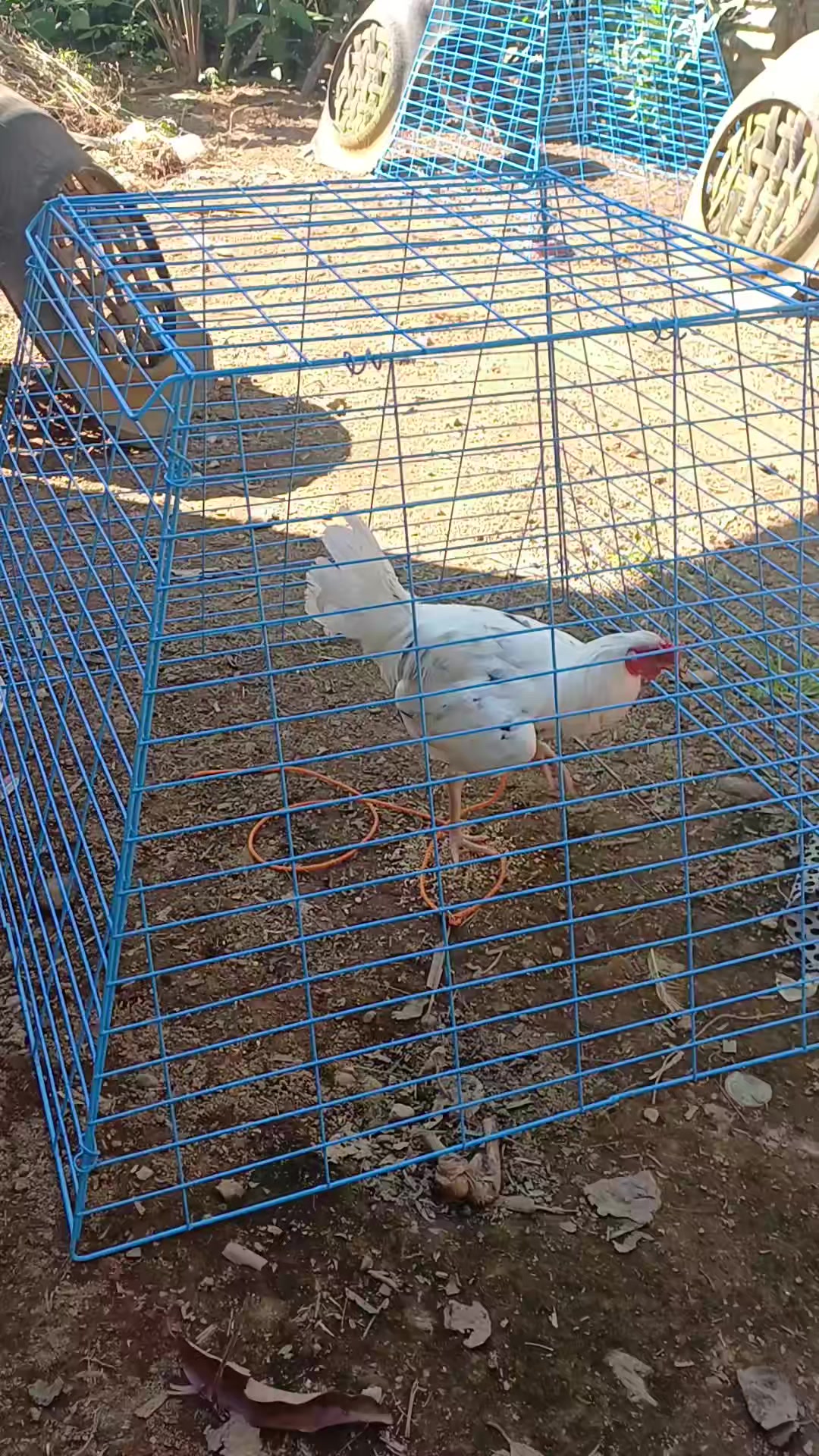 @6ix 2wo 1ne GameBirds