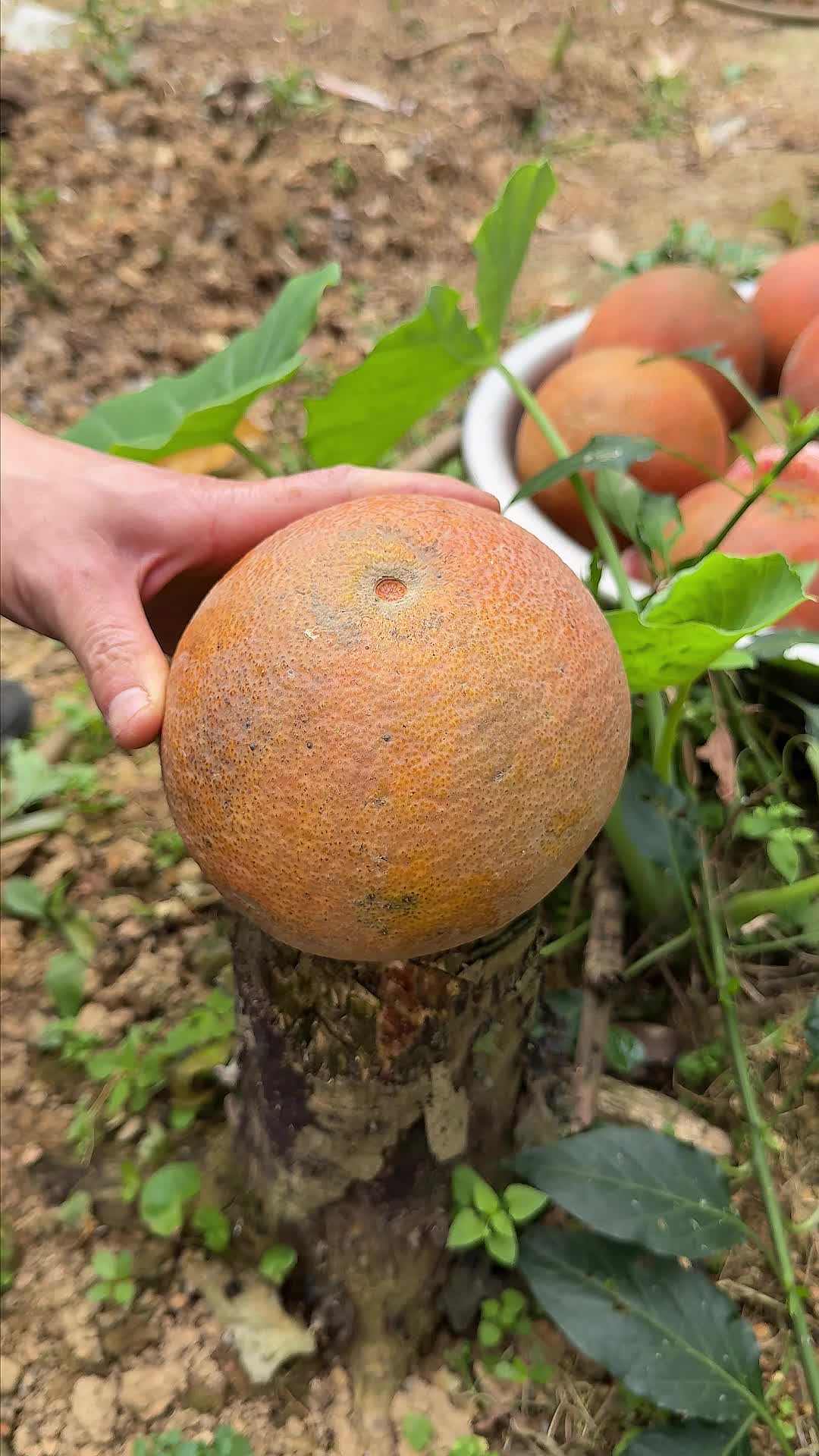 @A May Farm