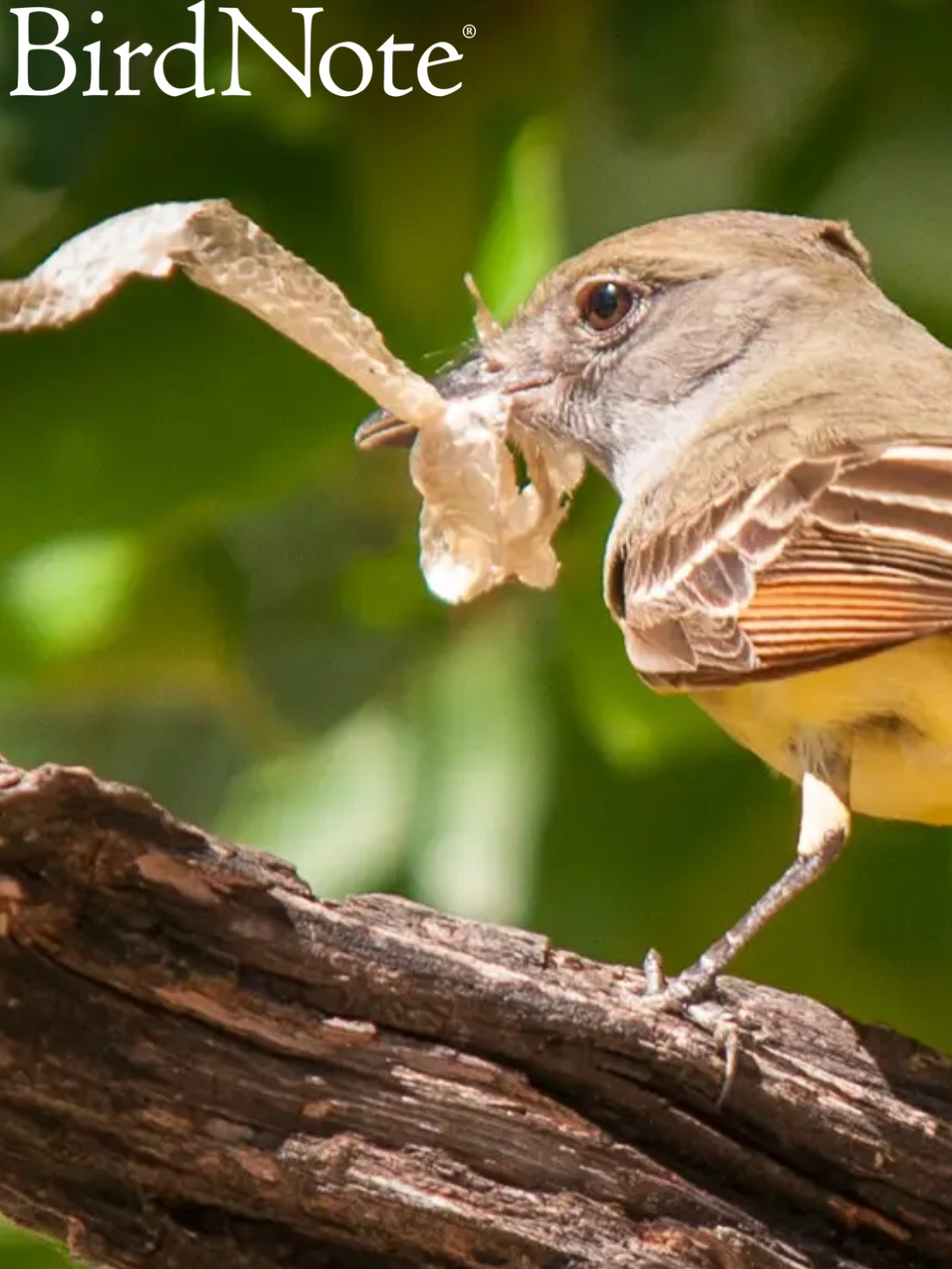 @BirdNote