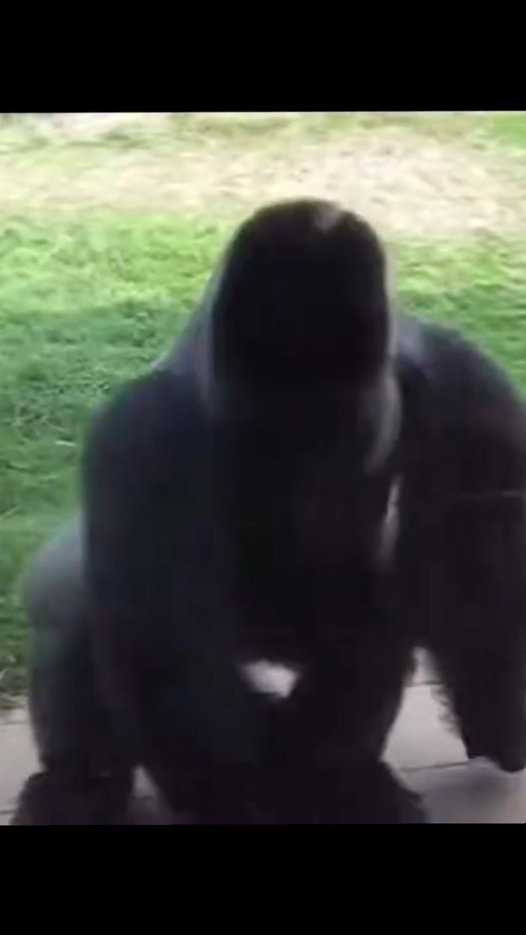 @Awesome gorillas