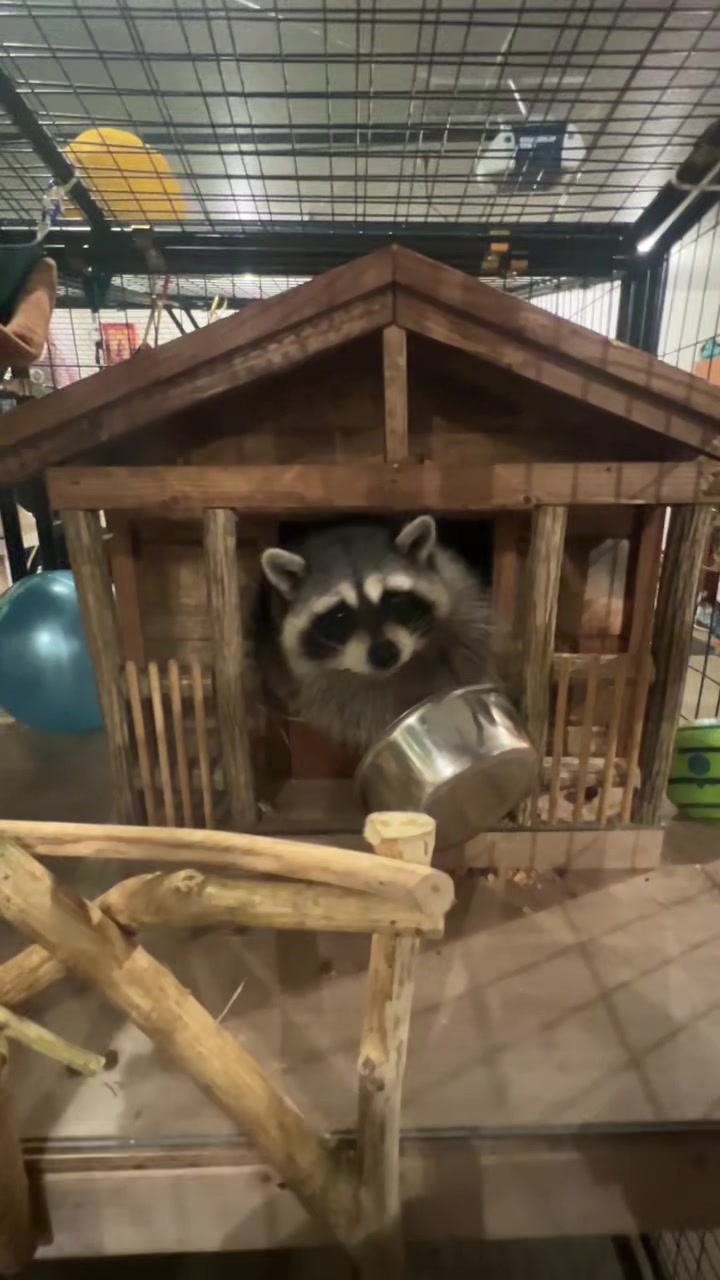 @BushBabyTheRaccoon