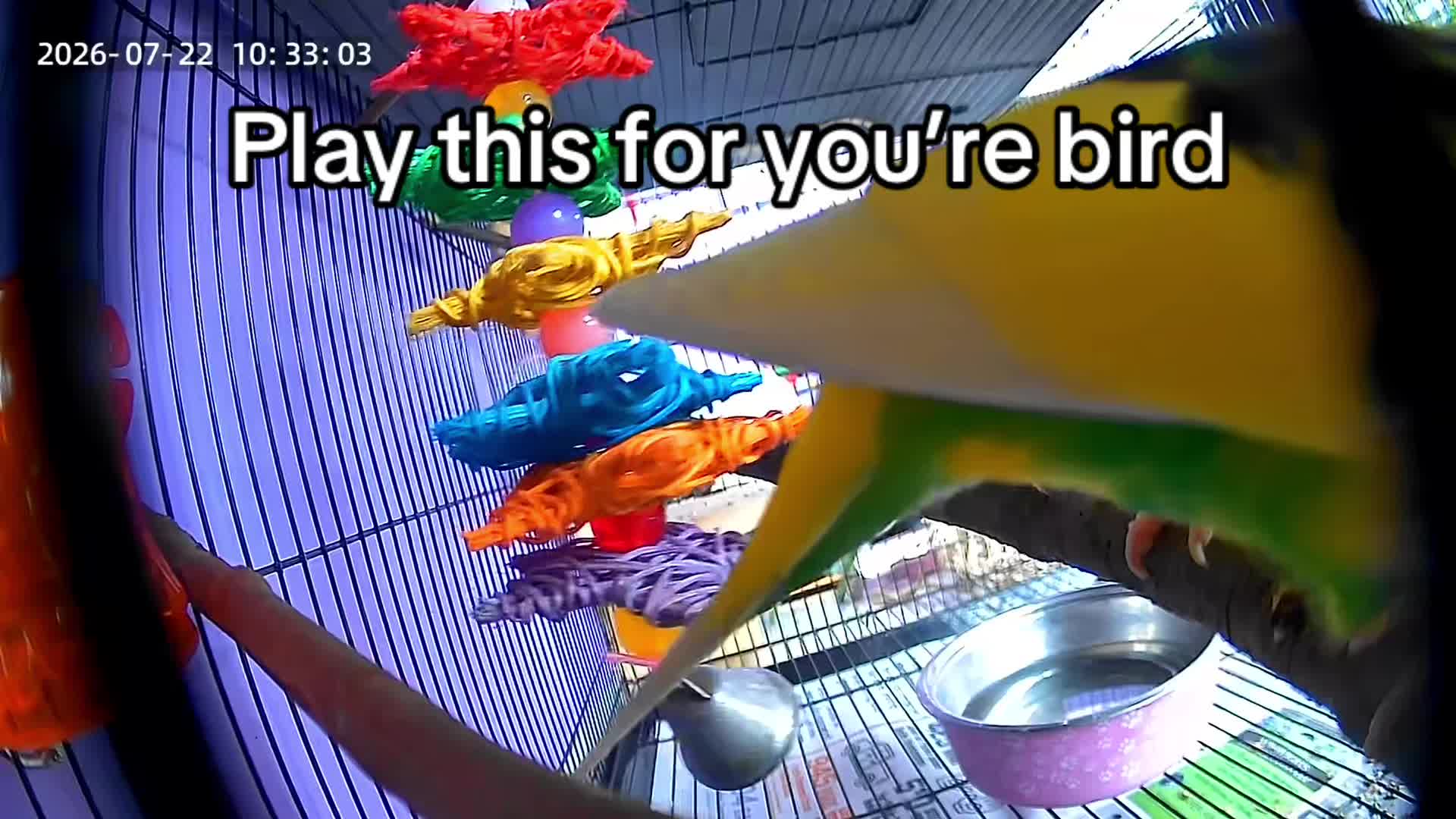 @Kiwi and Gizmo