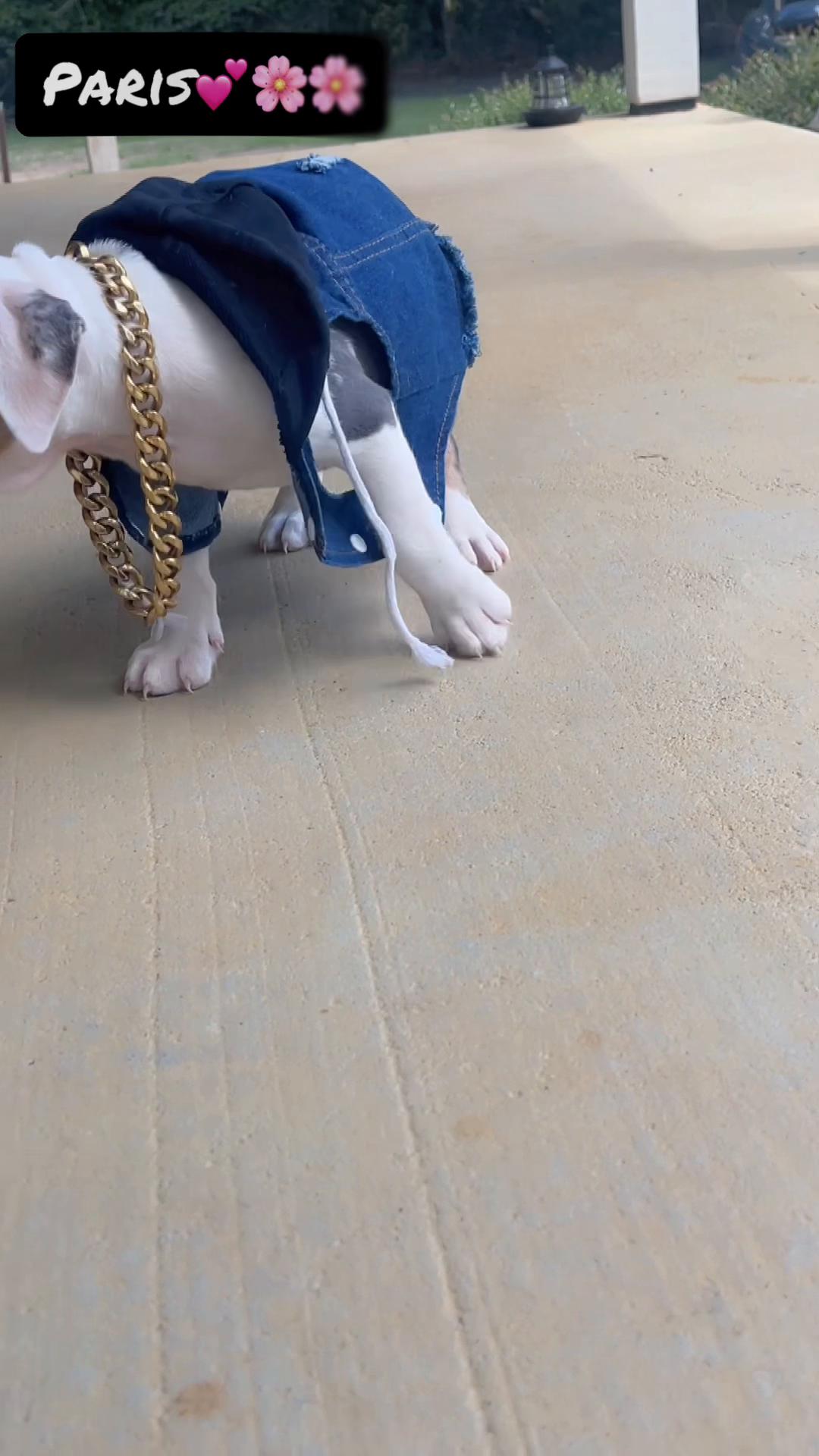 @gardnerkennel08