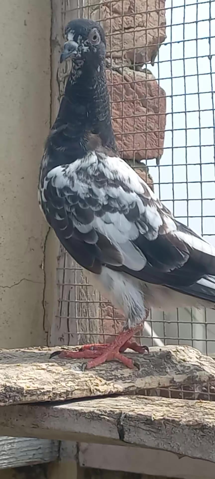 @Ranakasuripigeon
