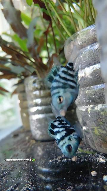 @landandaquatics 🇯🇲