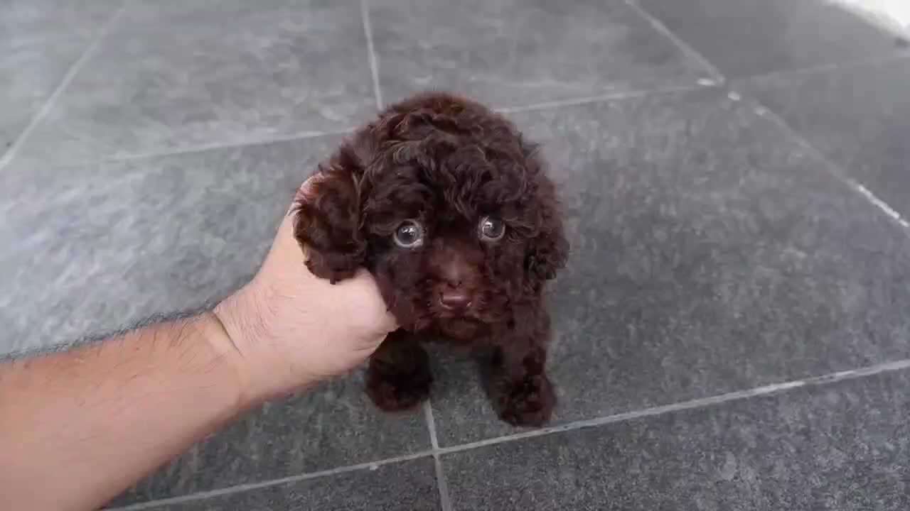 @Lavanya Kennel