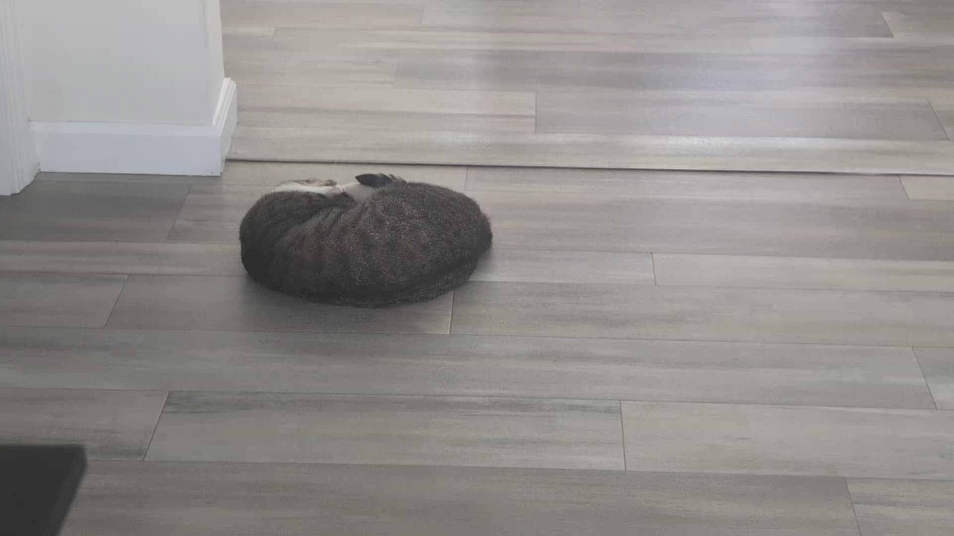 @The Ultimate Catio Life