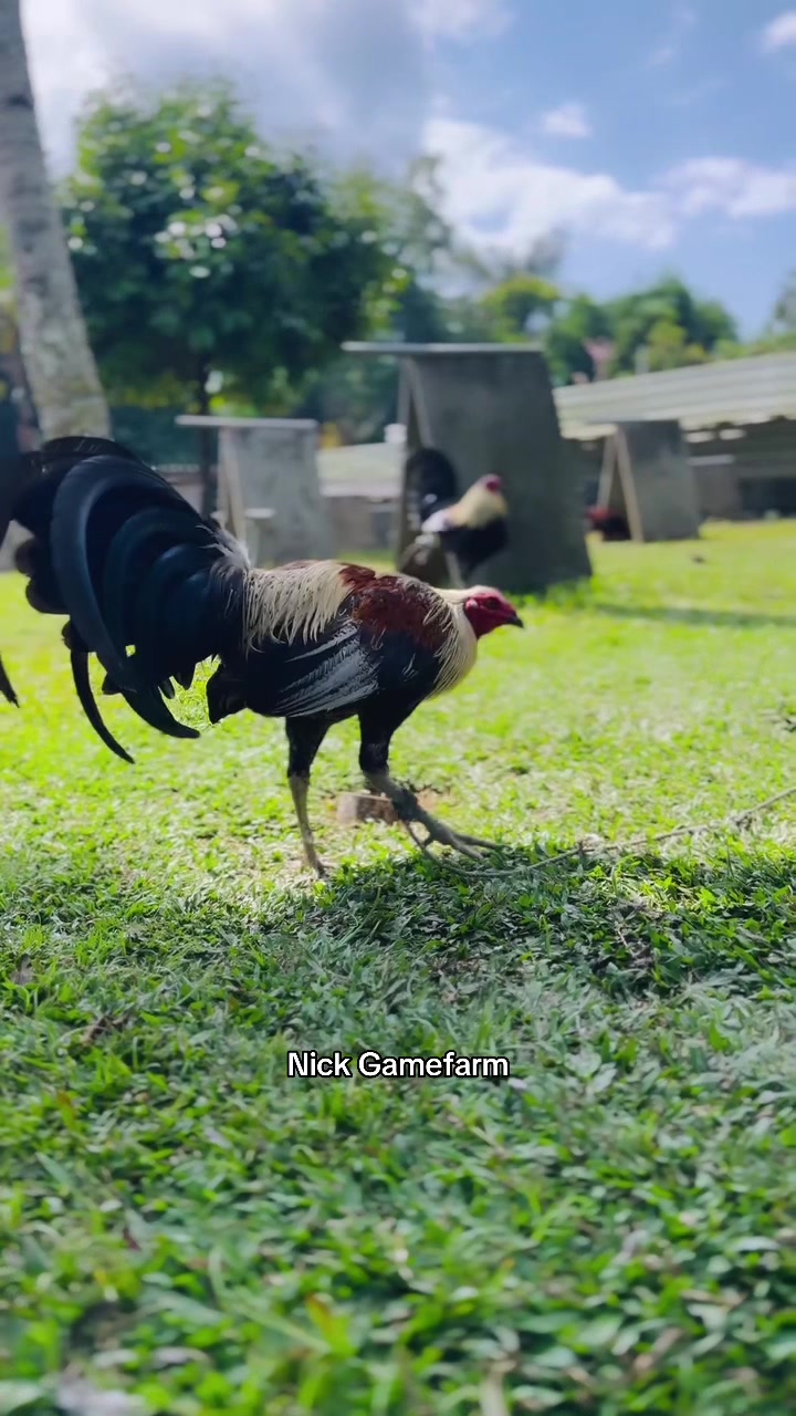 @NICK GAMEFARM