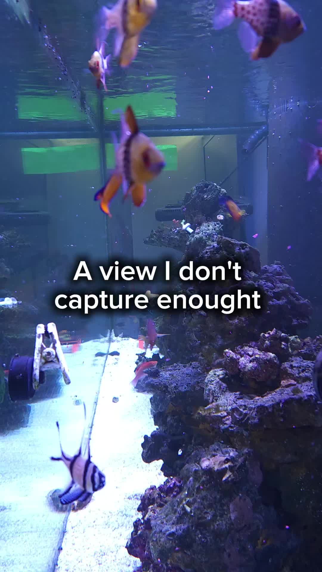 @Mike's Reef Tank