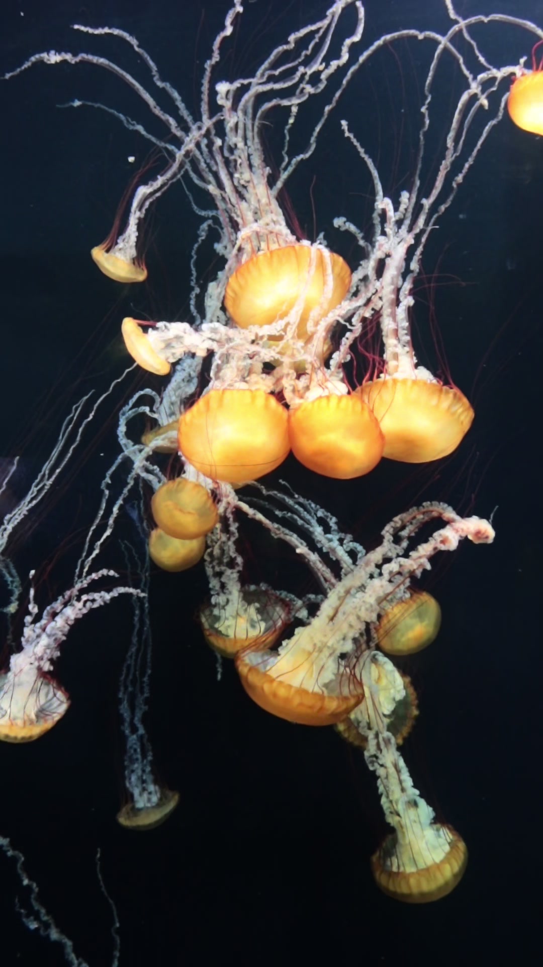 @Mirna Martinez