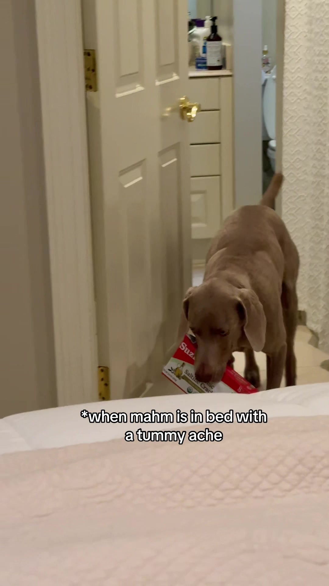 @Zoey the Weim