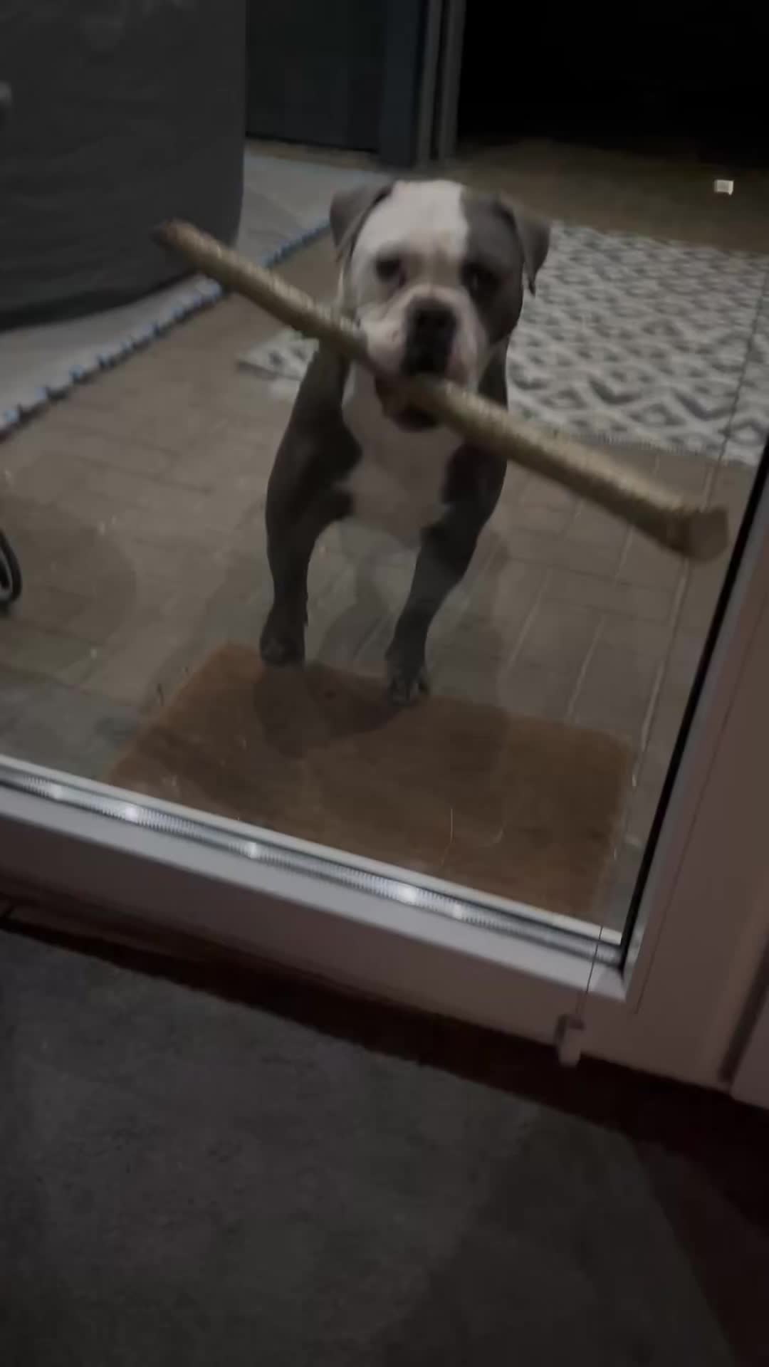 @Kalle 🐕