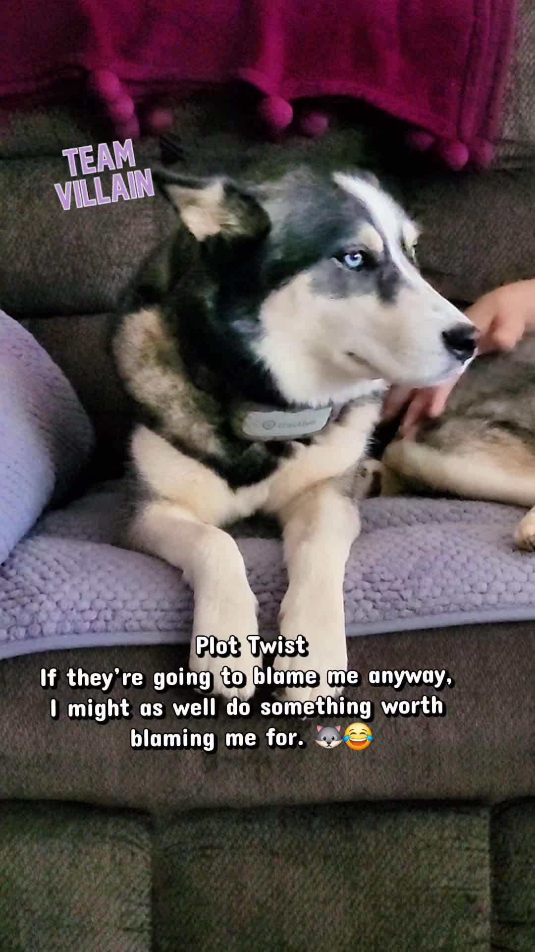 @the Hussey Husky