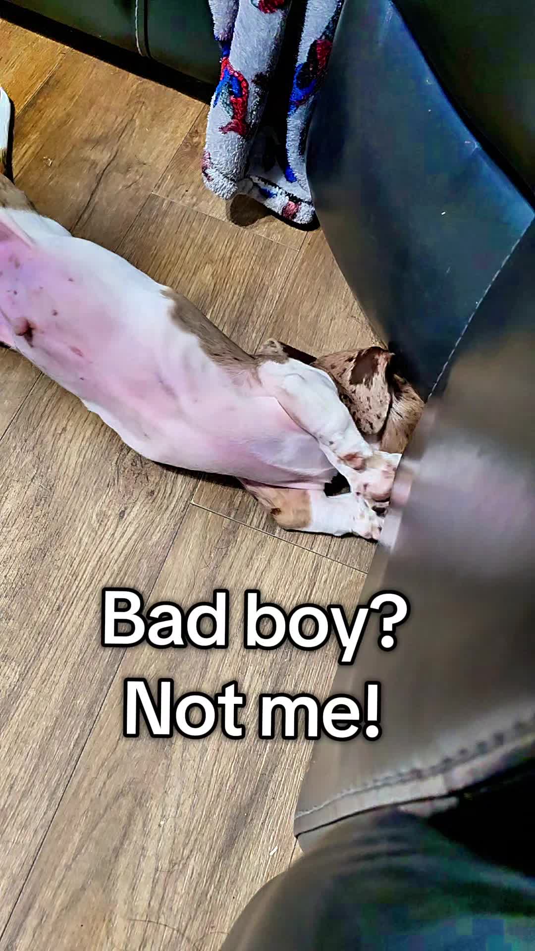 @Hardy the Hot Dog 🌭 🐾